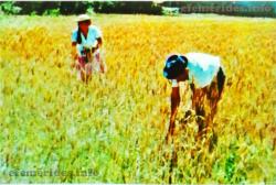 El cultivo de trigo en Tarija